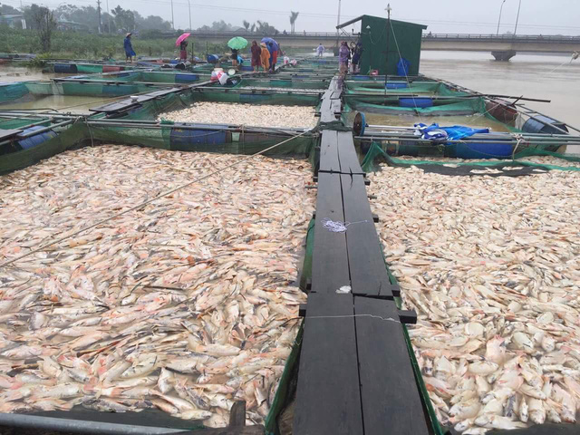 Thừa[-]Thiên[-]Huế:[-]Hàng[-]trăm[-]tấn[-]cá[-]bè[-]chết[-]trắng[-]sông,[-]người[-]dân[-]khóc[-]nức[-]nở